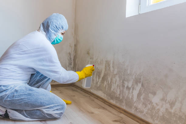 Licensed Mold Inspection service in Newton Center, MA - WQB Mold Removal